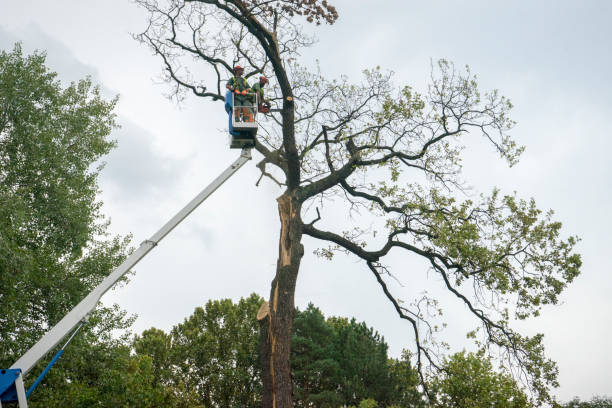 Reliable Spring Park, MN Tree Services Solutions