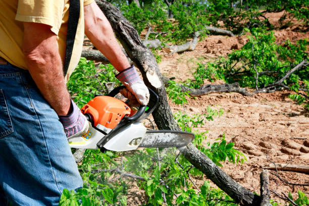 Lawn Maintenance Plans in Spring Park, MN